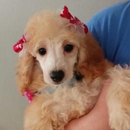 Poodles from Michelle's Poodles