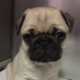 Pugs from Finch's Frenchies and Pugs
