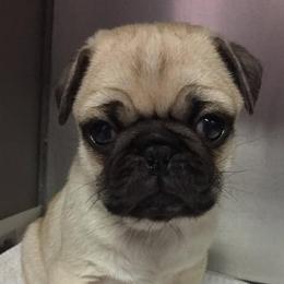 Pugs from Finch's Frenchies and Pugs