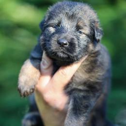 Red Collar - Sable female German Shepherd puppy in Prospect, Connecticut from Di Massimo Canile
