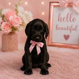 Kimber - Black female Labradoodle puppy in Washington, Pennsylvania from Patriotic Poodles