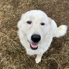 Maremma Sheepdog All Grown Up from Wild at Farm