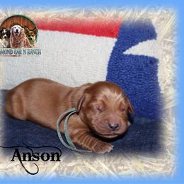 Puppy 7 - Dark golden male Golden Retriever puppy in Anson, Texas from Diamond Bar N Ranch