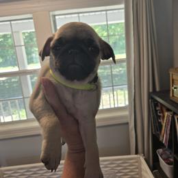 Isla - Fawn female Pug puppy in Auburn, Kentucky from Prentice Family Pugs