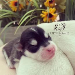 Pomsky Puppies from LittleLoyalzLLC