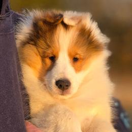 Carter - Sable and white male Shetland Sheepdog puppy in Seminole, Oklahoma from Symphony Shelties