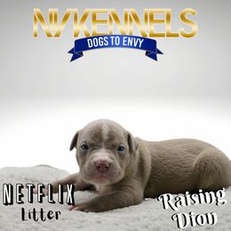 Boy 3 - American Bully puppy in Ocean City, Maryland from NV Kennels