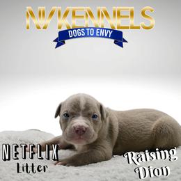 Boy 3 - American Bully puppy in Ocean City, Maryland from NV Kennels