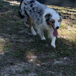 Lacy - Australian Shepherd