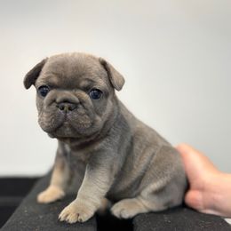 Blue - Blue female French Bulldog puppy in Hemlock, Michigan from Top Billin' Frenchies, LLC