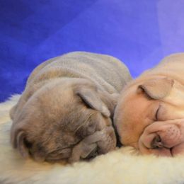 French Bulldog Puppies from DeSollar French Bulldogs