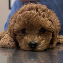 Bodhi - Red male Cavapoo puppy in Sedona, Arizona from Sedona Ranch Microdoodles