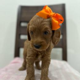 Montana Orange - Red  female Goldendoodle puppy in Shingle Springs, California from Creamy Retrievers