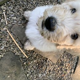 Goldendoodle Puppies from Dood Ranch Doodles