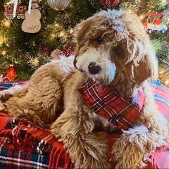 Baxter  - Australian Cobberdog