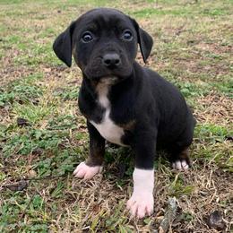 Girl 4 - Black female Catahoula Leopard Dog puppy in Gadsden, Alabama from Rich Cat’s