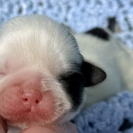 SuperStar - Gold and white male Shih Tzu puppy in New York, New York from Falling Star
