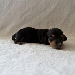 Apollo - Black and cream male Dachshund puppy in Clifton, Idaho from Diamondline Doberman