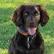 Kate - Boykin Spaniel