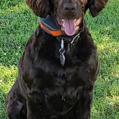 Kate - Boykin Spaniel