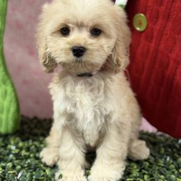 Wendy lt.Pink - Golden female Cockapoo puppy in Haines City, Florida from Camic Cockapoos