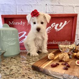 Miniature Schnauzer Puppies from Schnauzers on Robinson Lane