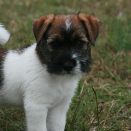 Russell Terrier Puppies from Journey's End