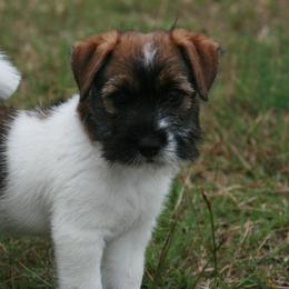 Russell Terrier Puppies from Journey's End