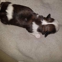 Boy 2 - Gold and white male Shih Tzu puppy in Hampstead, Maryland from Dunhaven Farms