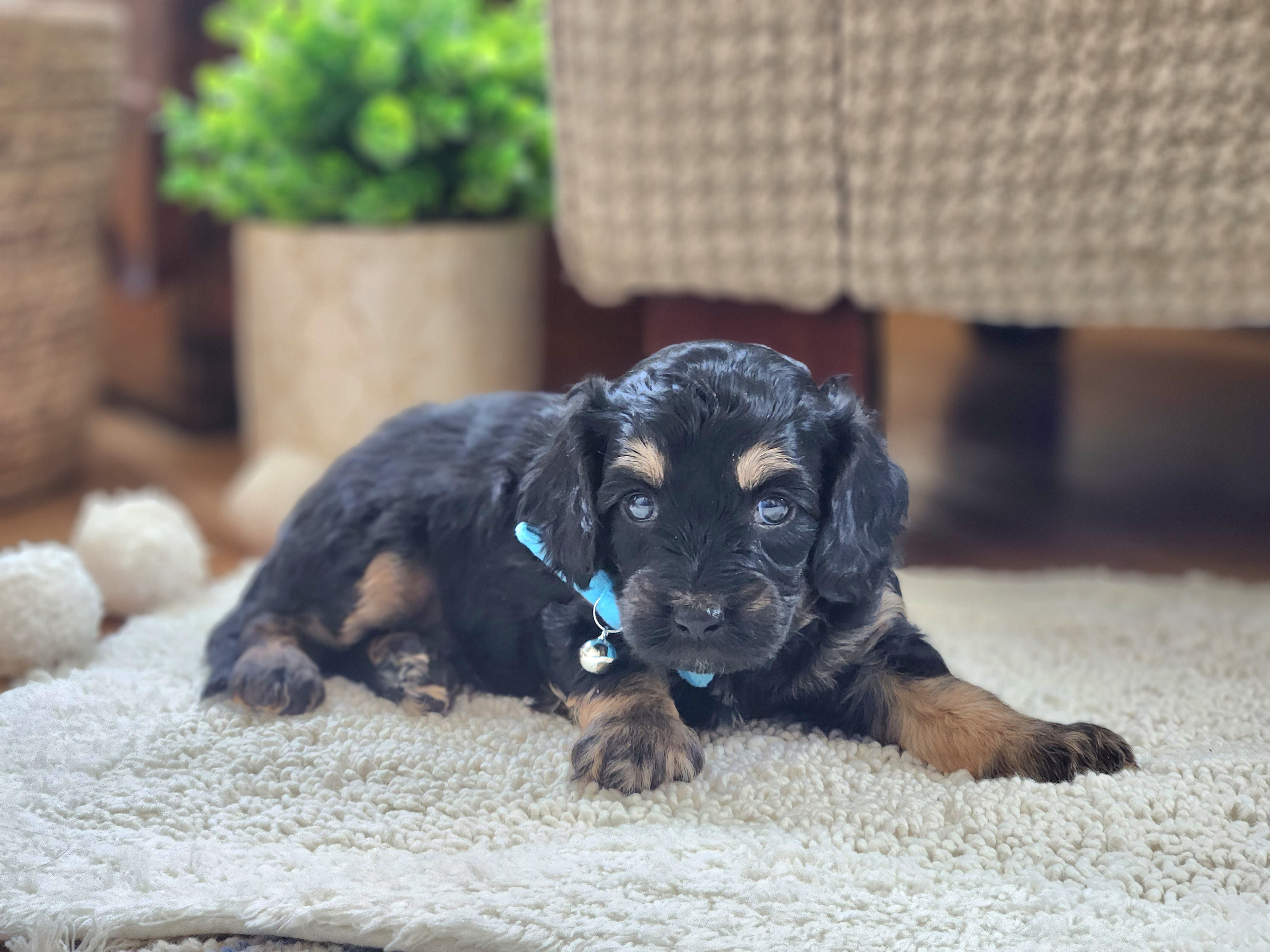 Meet Prince :) - Black and tan male Cavapoo puppy in Centerville, Iowa from Barnyard Dachshunds, Dals & Doodles