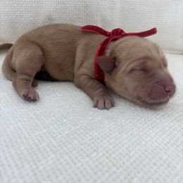 Tinsel - Dark golden female Golden Retriever puppy in Alliance, Ohio from Mount Olive Doodles