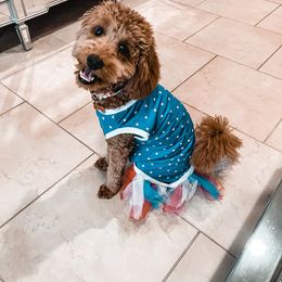 Goldendoodle Puppies from SurreyDoodles