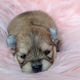 Blossom - Orange sable female Pomeranian puppy in Utah from Pop Off Pomeranians