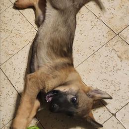 Mya - Sable female German Shepherd puppy in Montalba, Texas from LM German Shepherd Dogs