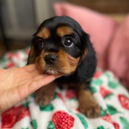 Romeo white - Black and tan male Cavalier King Charles Spaniel puppy in Phoenix, Arizona from Larisa's Cavaliers