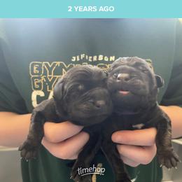 Mastiff puppies from Clearbrook Mastiffs