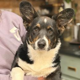 Draco - Black and white male Cardigan Welsh Corgi puppy in Bixby, Oklahoma from KaloKalo Cardigans