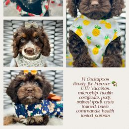Cockapoo, Poodle, Yorkipoo, and Yorkshire Terrier Puppies from Top Notch Pupz