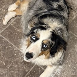 RoRo - Miniature Australian Shepherd
