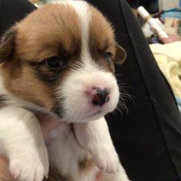 Pembroke Welsh Corgi Puppies from Redwood Corgis