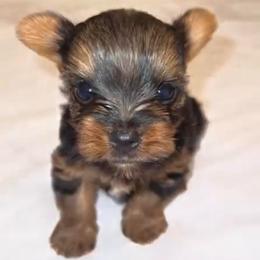 Amour - Black and tan female Yorkshire Terrier puppy in Houston, Texas from York-Chi House