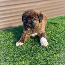 Teal collar - Brindle female Anatolian Shepherd Dog puppy in Spokane, Washington from 4D Cattle Dogs