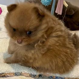 Raya - Chocolate sable female Pomeranian puppy in Bentonville, Arkansas from Hummingbird & Fox