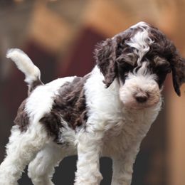 Goldendoodle Puppies from Two Ps in a Pod