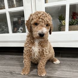 White - Apricot male Goldendoodle puppy in Bakersfield, California from Lavish Doodles