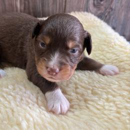 Scarlett - Red tri female Miniature Australian Shepherd puppy in Geary, Oklahoma from Helm Farms Aussies
