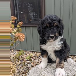 Leo - Tri-color male Bernedoodle puppy in Beach City, Ohio from Blue Cloud Doodles