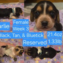 Charlie Blue Female - Black tan and bluetick female Beagle puppy in Bemidji, Minnesota from Nse Farms Beagles