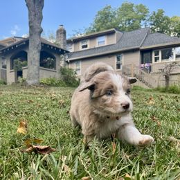 Aussiedoodle Puppies from Doodle Duo