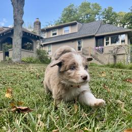 Aussiedoodle Puppies from Doodle Duo